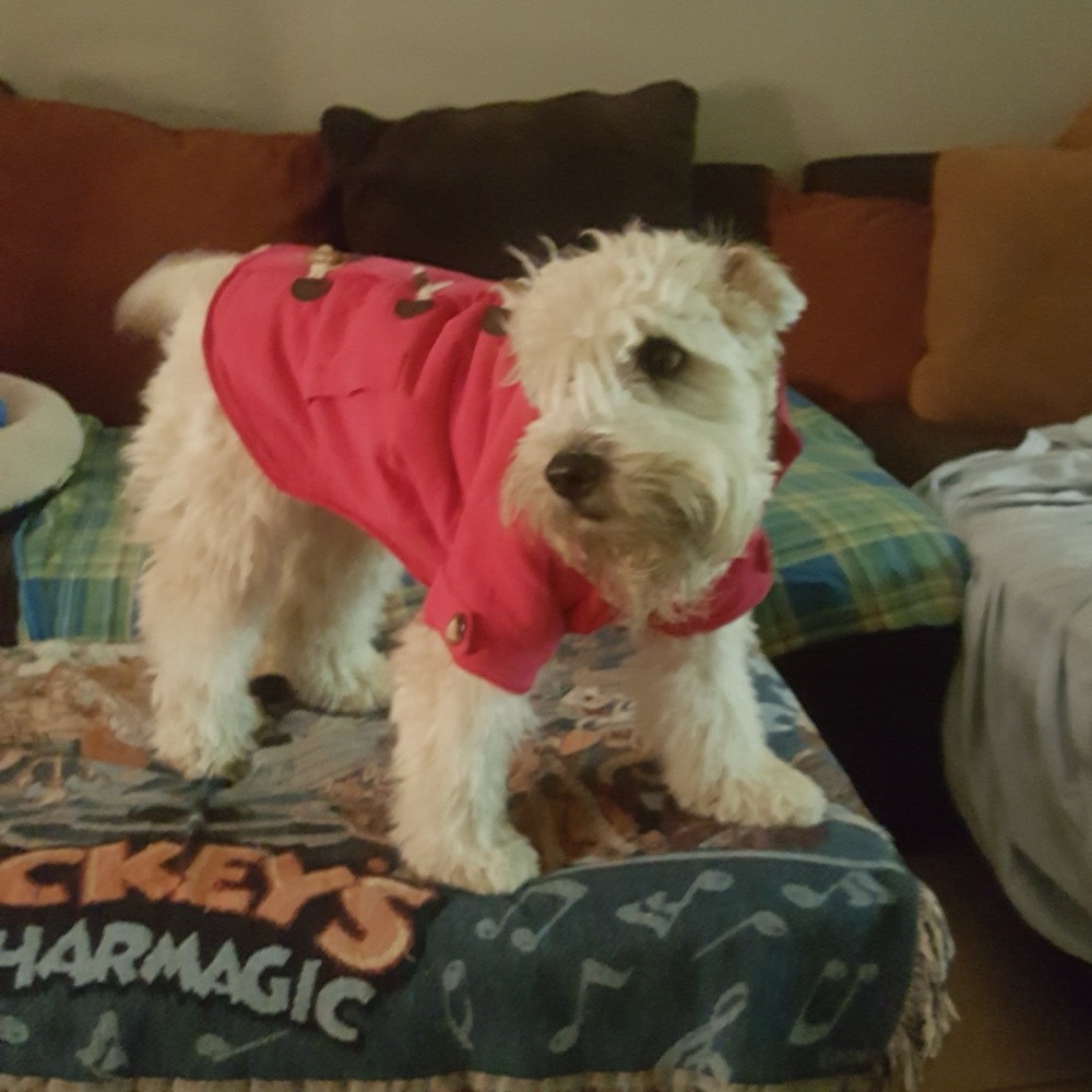 Corduroy Toggle Dog Coat Size Large 20” length